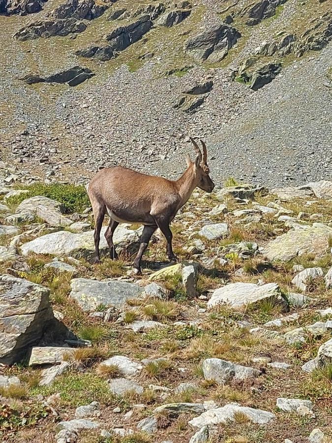 Les Hauts Du Roux Abriès Eksteriør billede